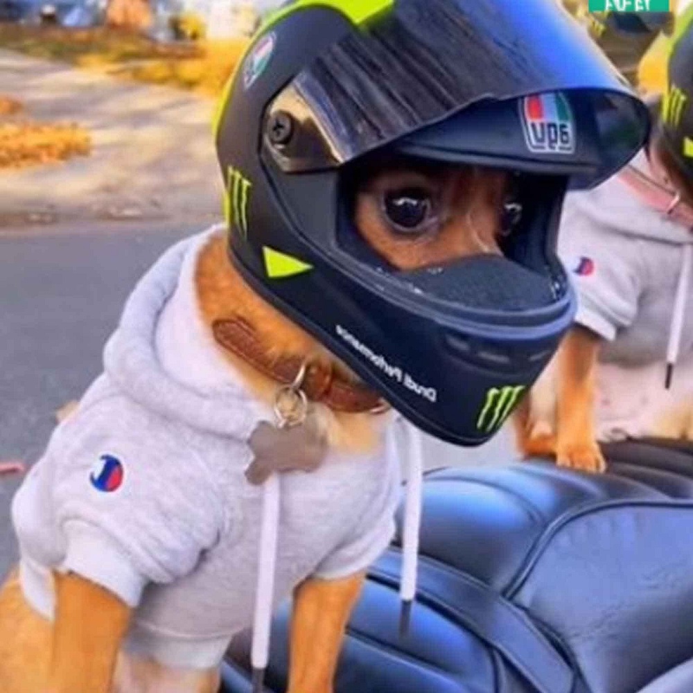 dog motorcycle helmet