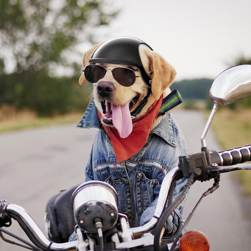 dog motorcycle helmet